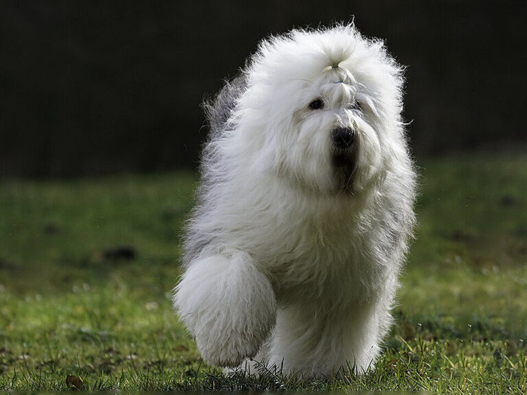 Navigating the Road to Your Next Haul: A Comprehensive Guide to Bobtail Trucks for Sale on Craigslist