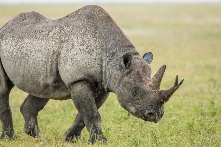 The Ultimate Shield: Everything You Need to Know About a Rhino Paint Job