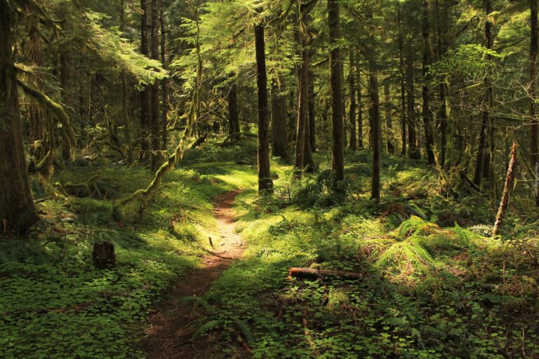 Unlocking the Best Deals: Your Ultimate Guide to Las Vegas Craigslist Cars And Trucks For Sale