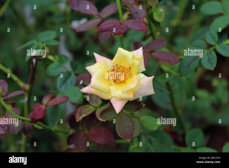 Unlocking the Power and Practicality: Your Ultimate Guide to Single Cab Chevrolet Trucks For Sale