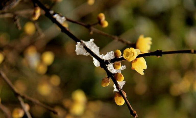 Unveiling the Enduring Spirit: Exploring the Core Themes of Li Shangchun’s "Seven Poems on Plum Blossoms"