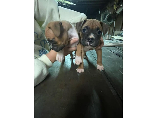 Your Ultimate Guide to Finding the Perfect Pickup Truck for Sale Near You